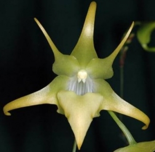 Aeranthes grandiflora