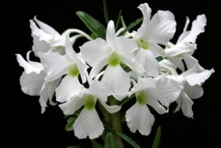 Dendrobium sanderae var. luzonicum