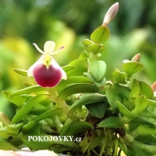 Epidendrum porpax - navázána