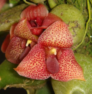 Trias picta (Bulbophyllum pictum)