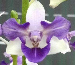 Phalaenopsis Memoria Val Rettig Peloric