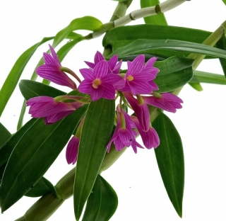 Dendrobium × usitae 