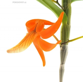 Dendrobium unicum - navázána