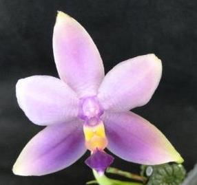 Phalaenopsis violacea var. coerulea 