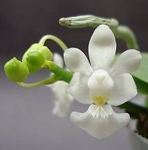 Phalaenopsis parishii var. alba