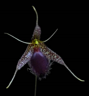 Pleurothallis megalops