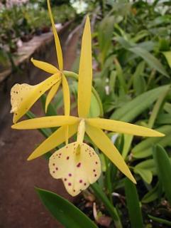 Brassolaelia Yellow Bird