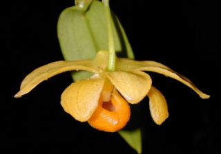 Dendrobium chrysocrepis