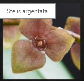 Stelis argentata