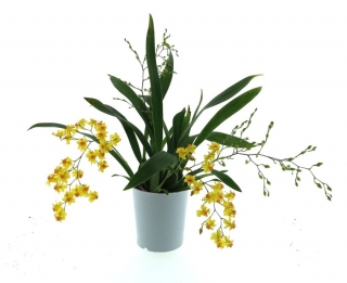 Oncidium Twinkle "Yellow" - vonící květy