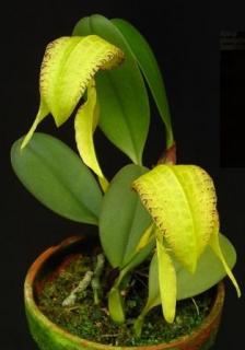 Bulbophyllum arfakianum var. alba