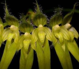 Bulbophyllum flaviflorum
