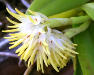 Bulbophyllum odoratissimum