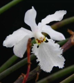 Holcoglossum subulifolium