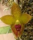 Bulbophyllum alsiosum
