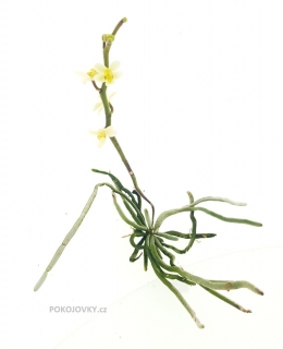 Chiloschista usneoides - navázána