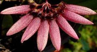 Bulbophyllum lepidum 