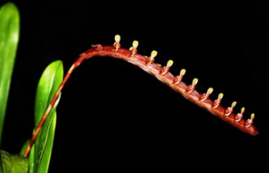 Bulbophyllum maximum 