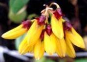 Bulbophyllum retusiusculum - navázána