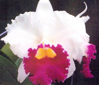 Laeliocattleya Chyong Guu Swan