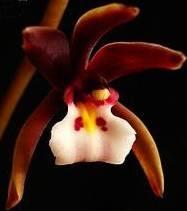 Cymbidium atropurpureum