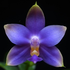 Phalaenopsis violacea  Indigo Blue