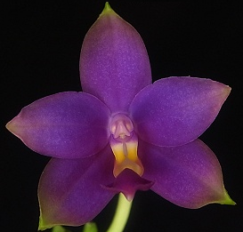 Phalaenopsis violacea var. coerulea ´Indigo´