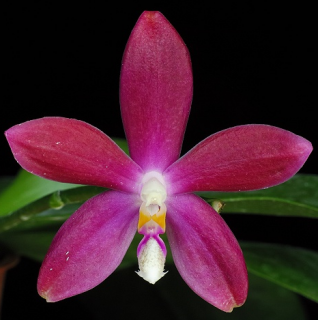 Phalaenopsis speciosa Red