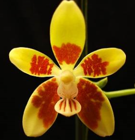 Phalaenopsis fuscata