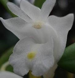 Dendrobium hymenanthum (quadrangulare)
