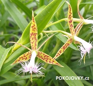 Epidendrum criniferum