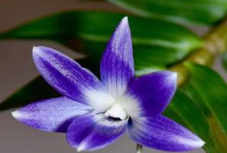 Dendrobium victoria-reginae Japan Select