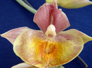 Catasetum Orchidglade ´York´