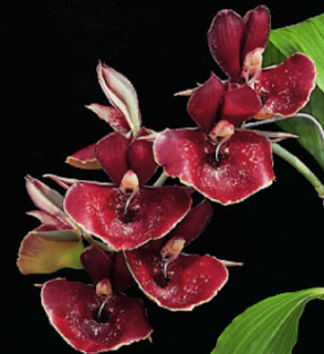 Catasetum Orchidglade ´Jack of Diamond´