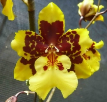 Odontocidium Saint Anthony Of Egypt Fragrant Beauty