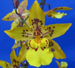 Odontocidium Tiger Crow Golden Girl