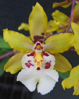 Odontocidium Wildcat Golden Fairy