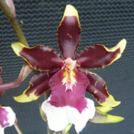 Odontocidium Wildcat Pink Lady