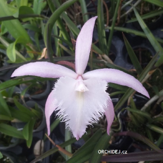 Brassavola David Sander (Rhynchovola)