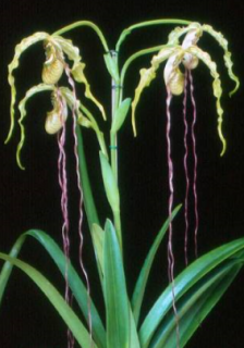 Phragmipedium caudatum x fischeri