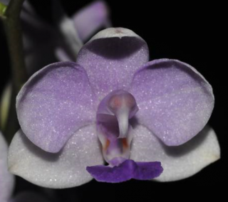 Phalaenopsis Siam Treasure 'Blue'