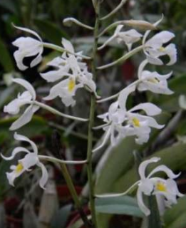 Epidendrum bracteolatum