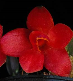 Dendrobium cuthbertsonii Red