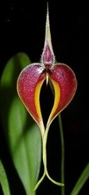 Bulbophyllum blumei 