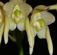 Bulbophyllum umbellatum 