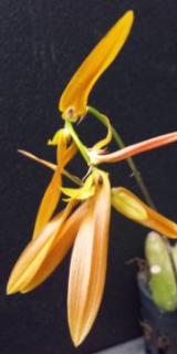Bulbophyllum khaoyaiense