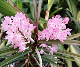 Ascocentrum christensonianum