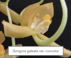Gongora galeata var. concolor