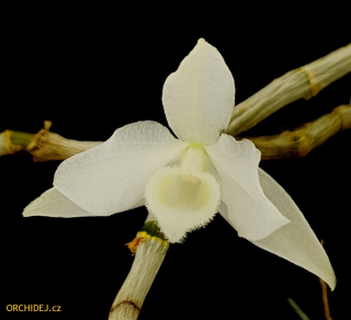 Dendrobium parishii var. alba