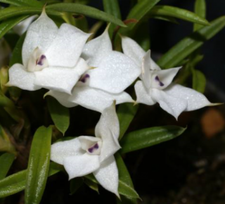 Dendrobium subuliferum 